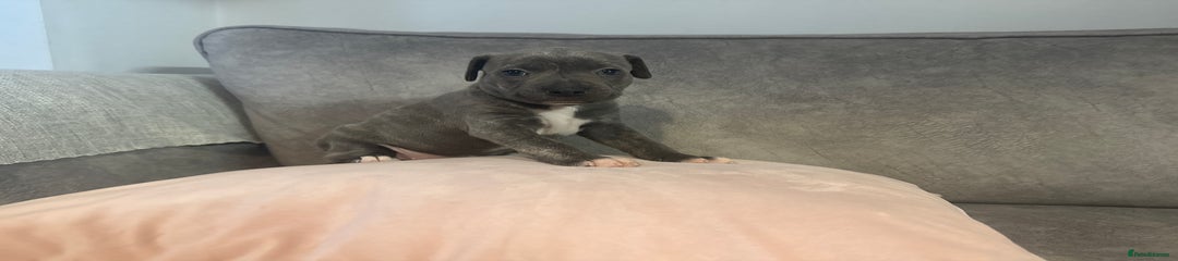 Staffordshire Bull Terrier Puppy 5