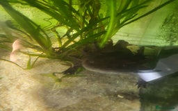 Other/Mixed Breed fish for sale: Aksolotle - Image 4