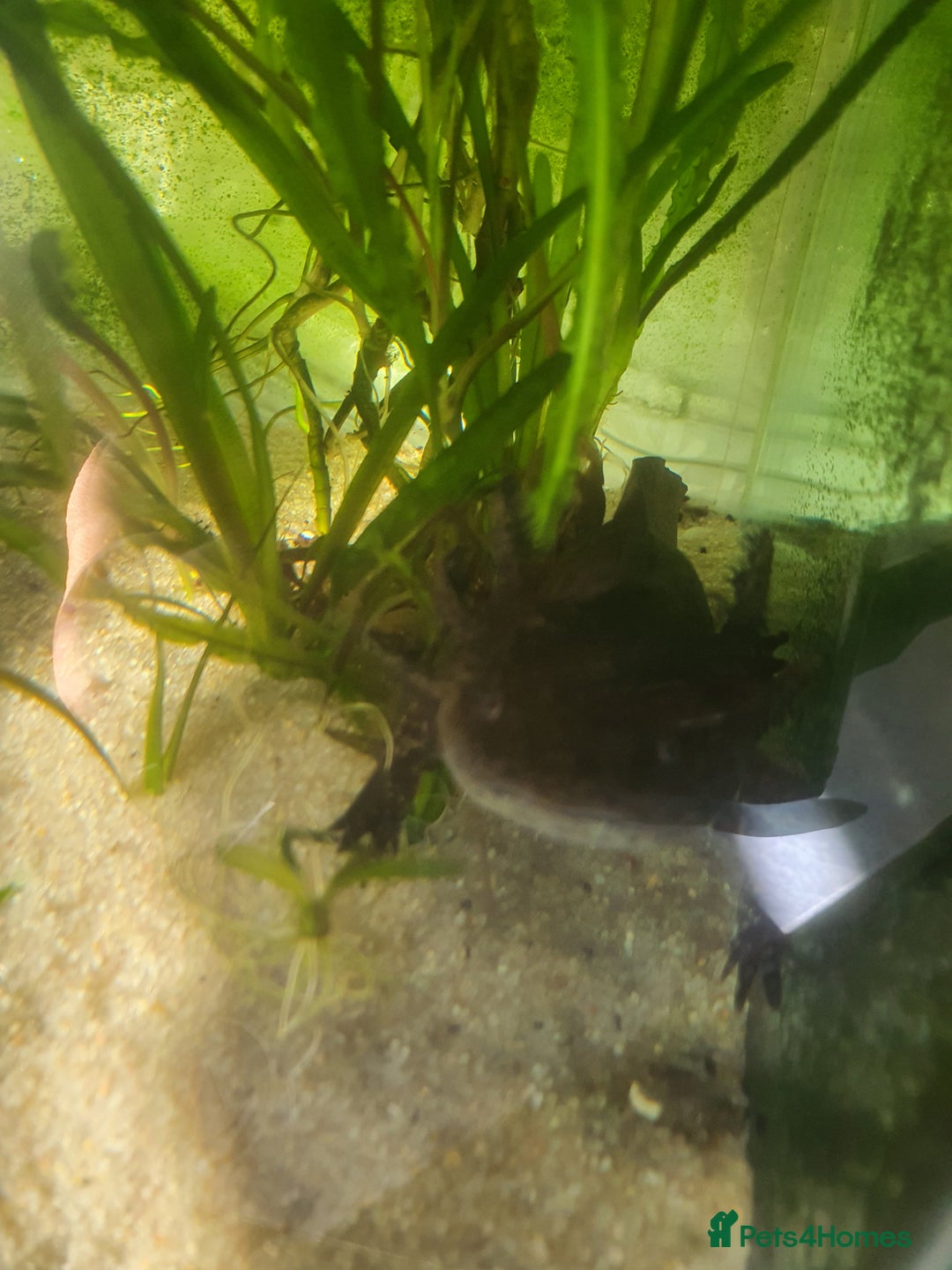 Other/Mixed Breed fish for sale: Aksolotle - Image 4