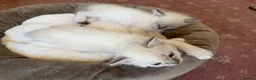 Ragdoll cats for sale: Ragdoll kittens for sale in Swindon - Advert 5