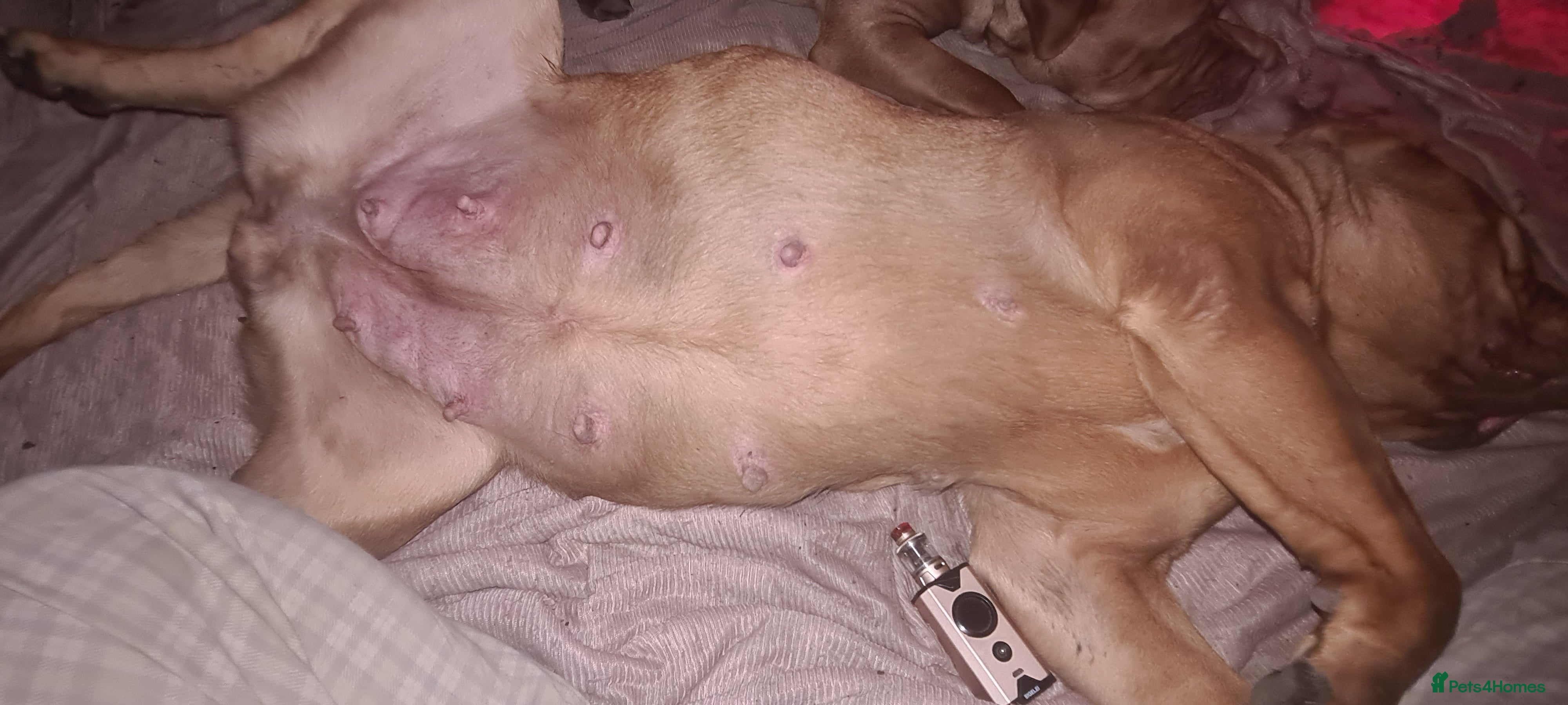 Dogue De Bordeaux dogs KC Dogue De Bordeaux puppies - Advert 18