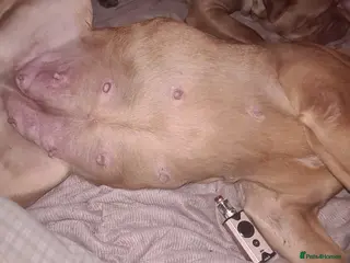 Dogue De Bordeaux dogs KC Dogue De Bordeaux puppies - Advert 18