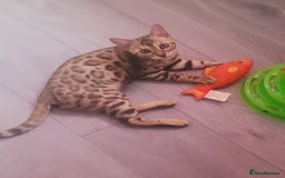 Bengal cats for sale: Bengal kittens (Tica regi.) 2 boys left - Image 1