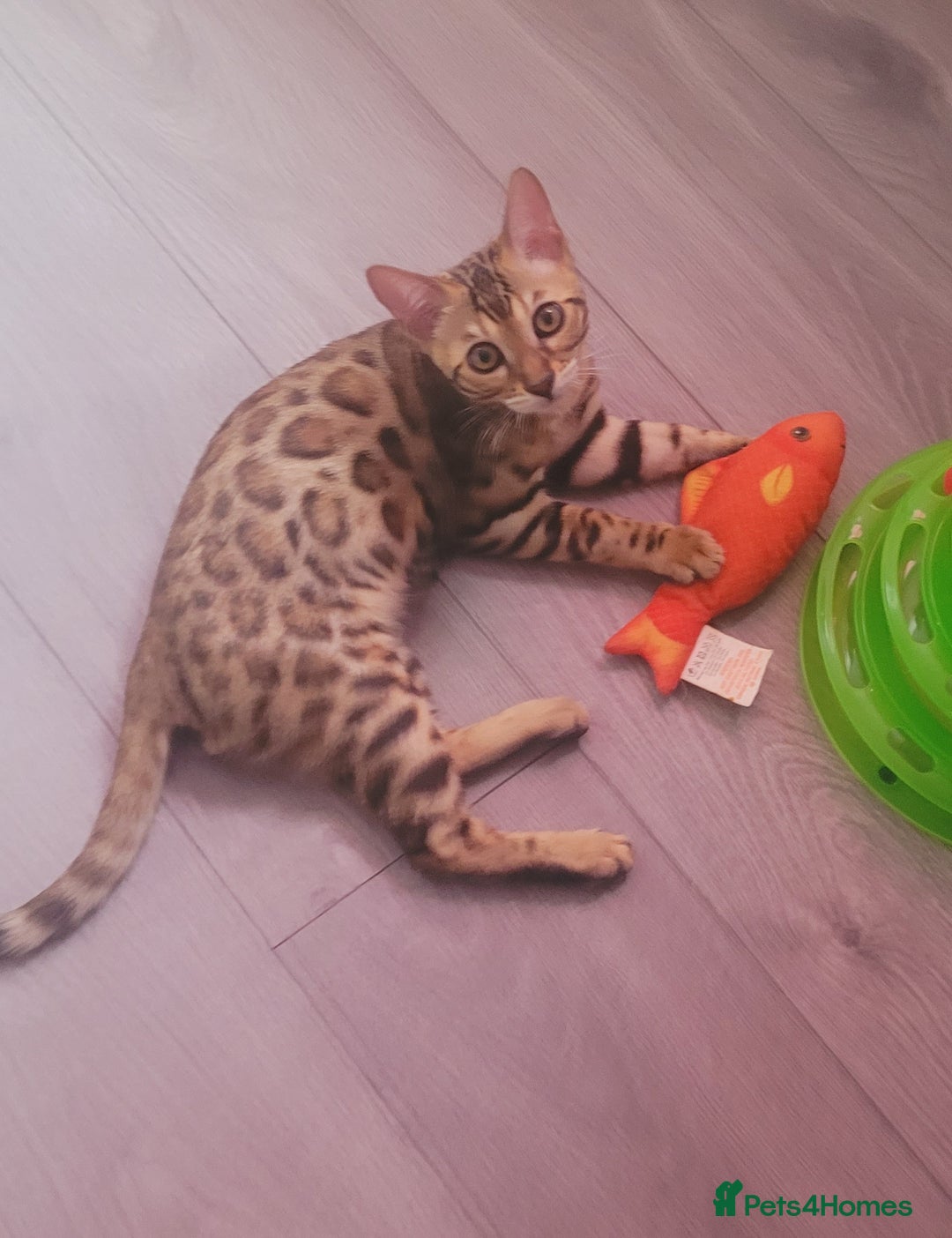 Bengal cats for sale: Bengal kittens (Tica regi.) 2 boys left - Image 1