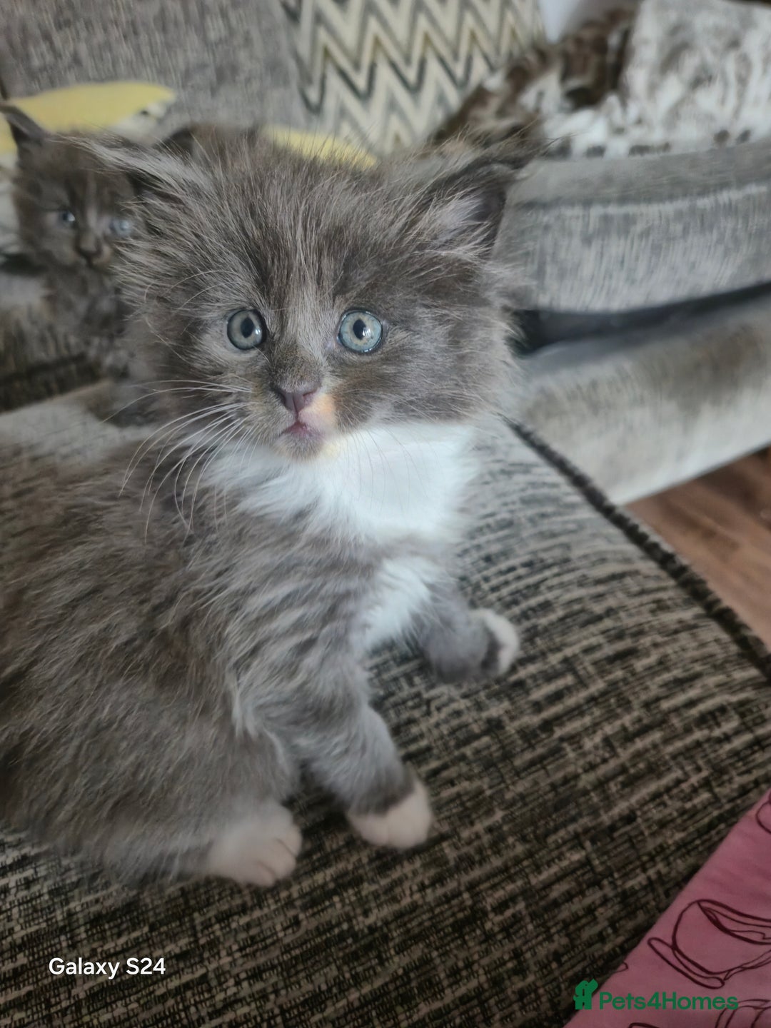 Maine Coon cats for sale: Gorgeous half  maincoon and ragdoll kittens  - Image 4