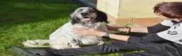 English Setter dogs for adoption: Koi   - Advert 3