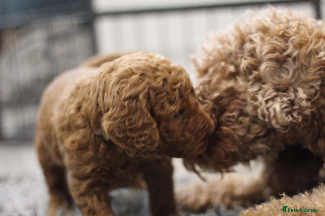Miniature Poodle dogs for sale: Ready to Steal Your ❤️ Miniature Poodle Puppies - Image 8