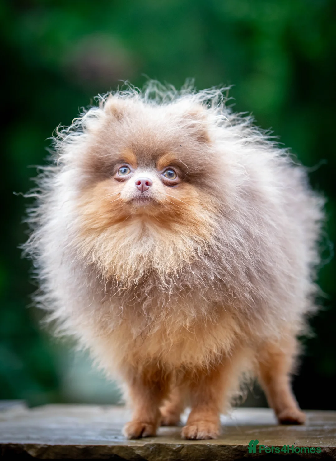 Pomeranian dogs for stud: Outstanding Tiny kc registered Lilac Tan stud  in Pontefract - Advert 6