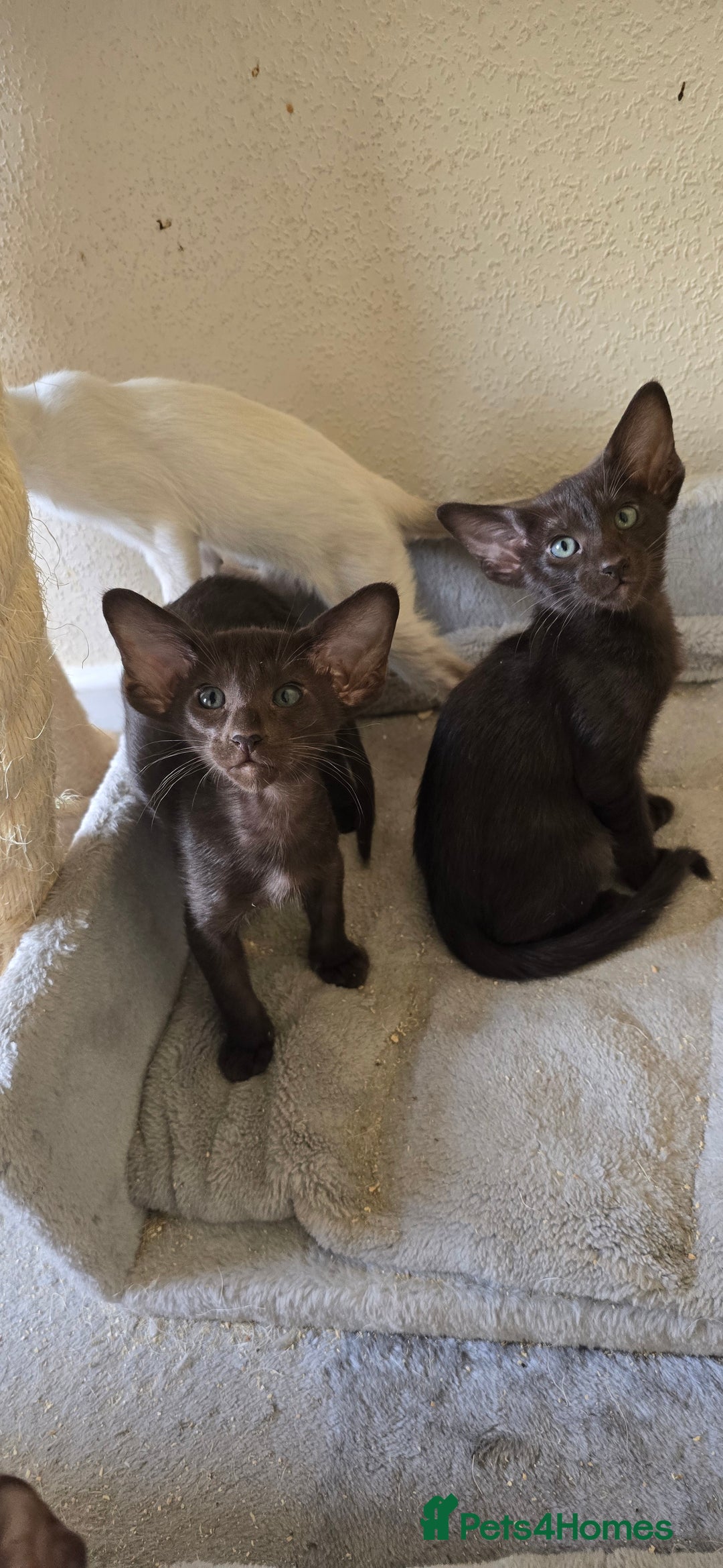 Oriental cats for sale: Oriental kittens  - Image 2