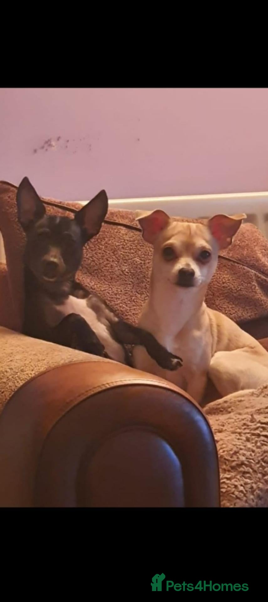 Chihuahua dogs Two chihuahuas - Advert 10