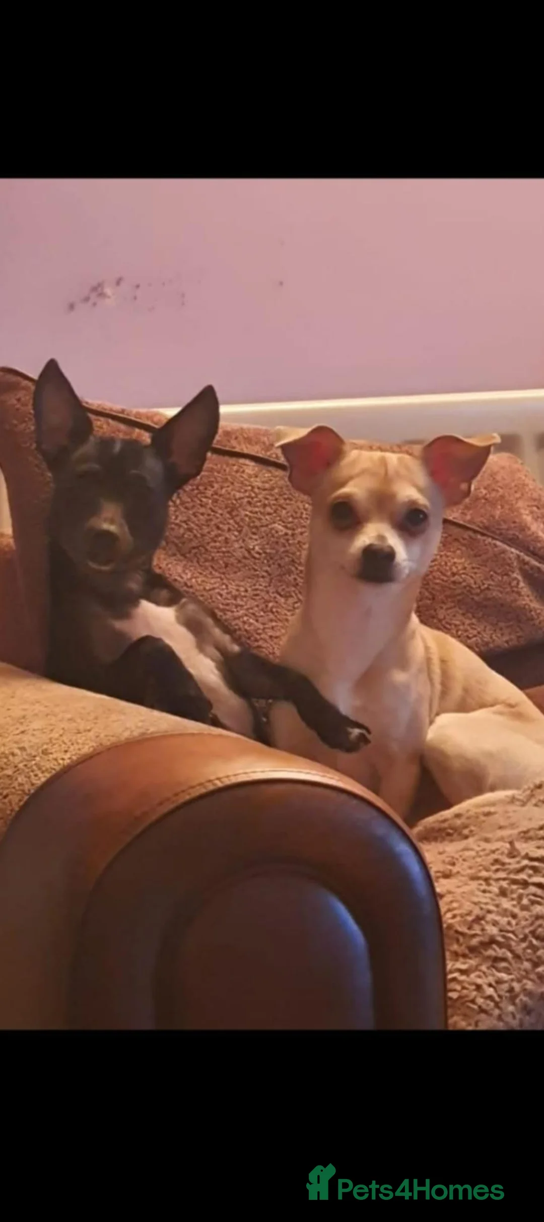 Chihuahua dogs for sale: Two chihuahuas in Mold - Advert 1