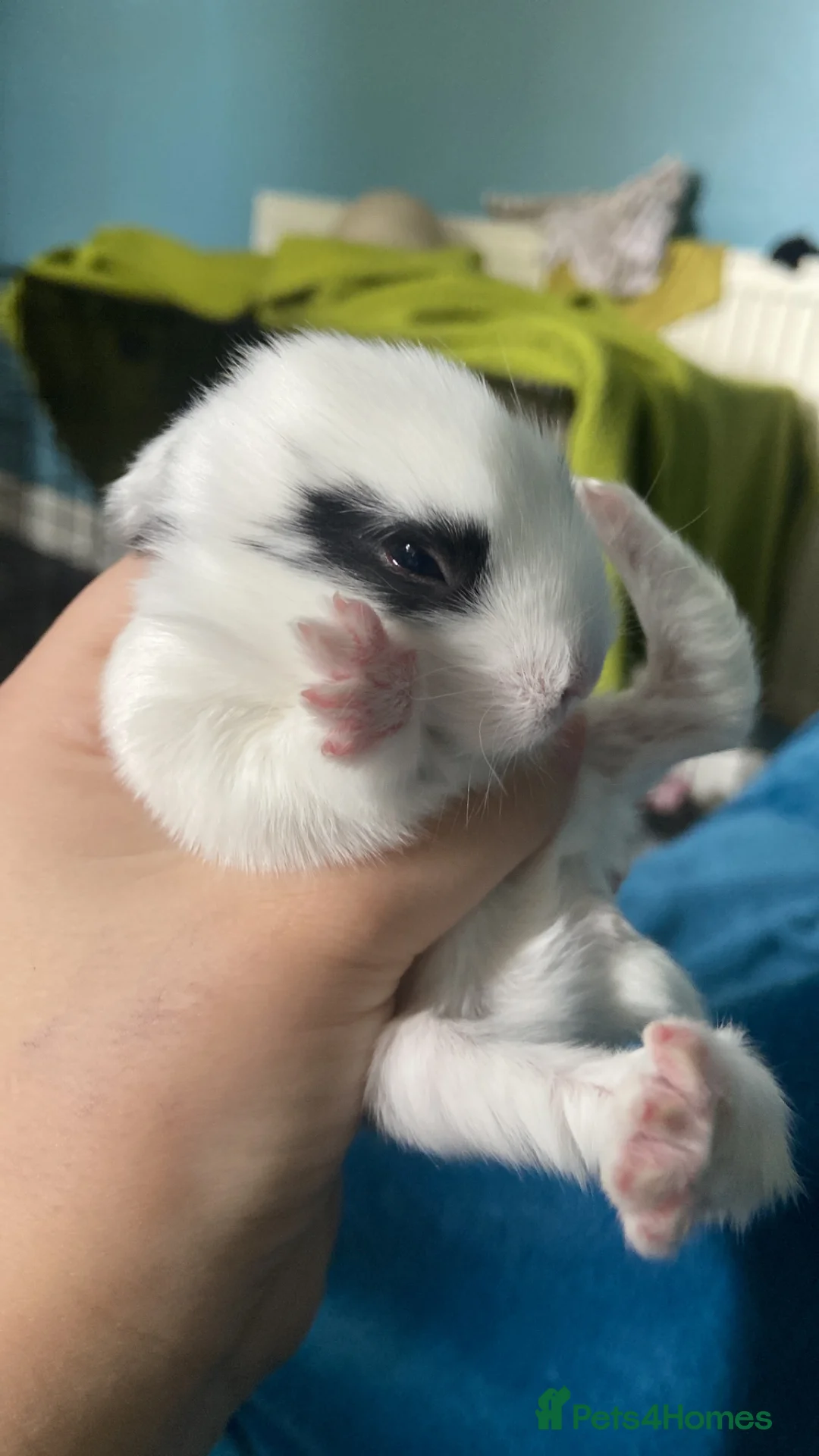 Mixed Breed rabbits for sale: Four lionhead x Dutch baby bunnies  in Nottingham - Advert 2