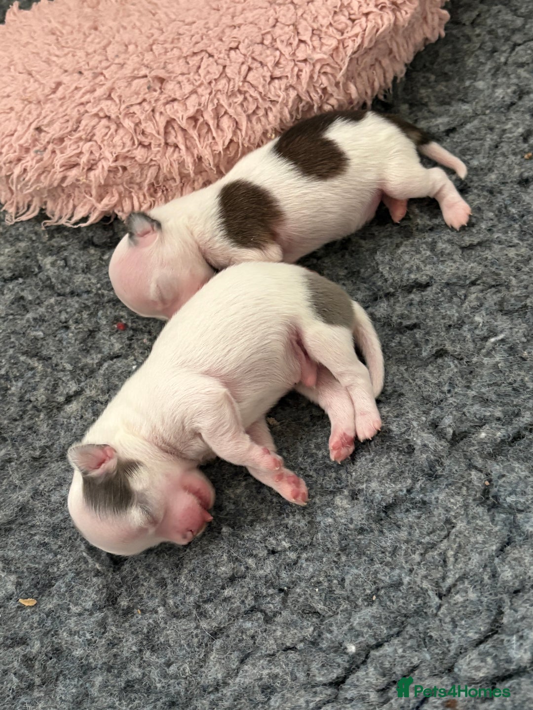 Chihuahua dogs for sale: Long haired chihuahuas  - Image 4