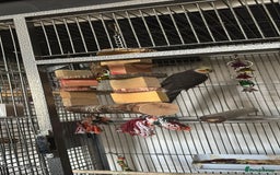 Cockatiels birds for sale: 2 cockatiels male and female  - Image 2