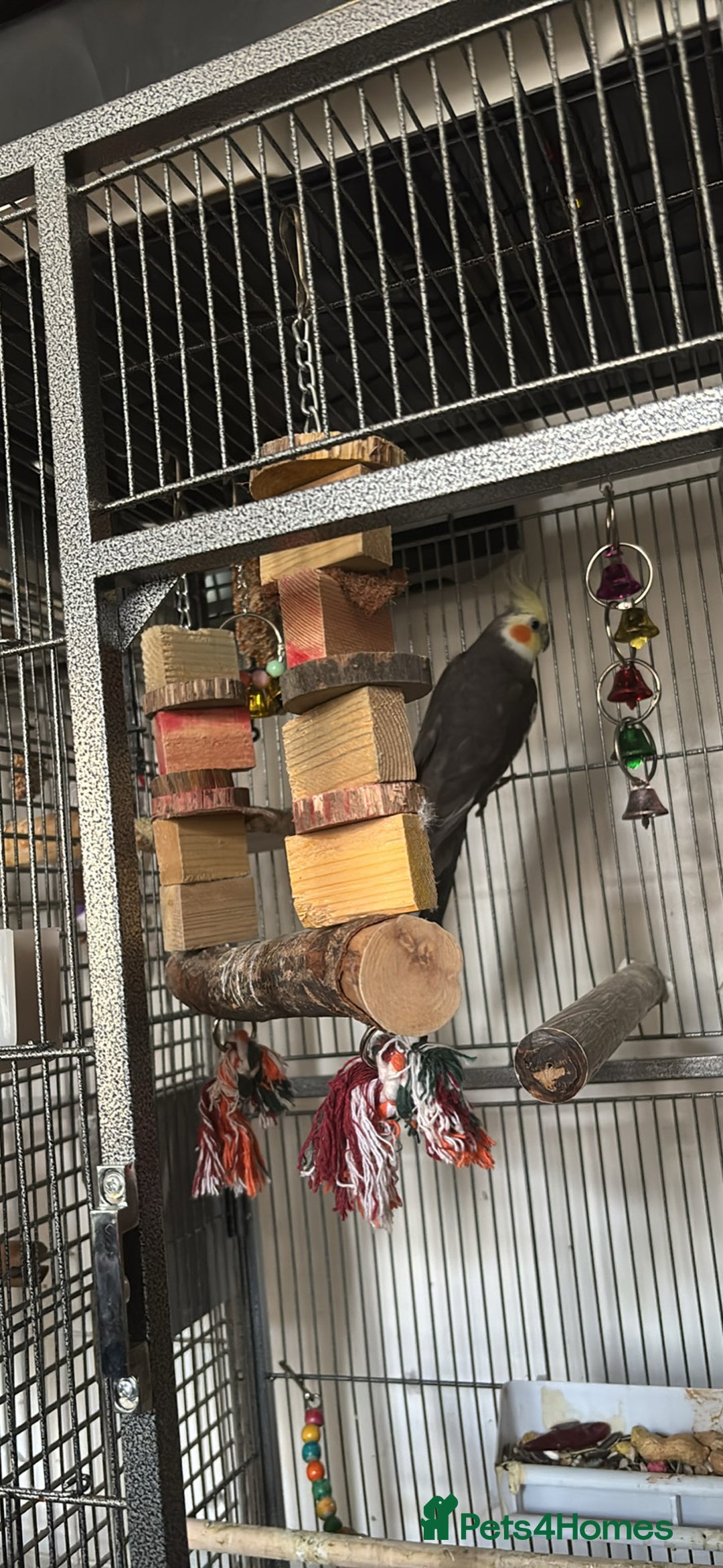 Cockatiels birds for sale: 2 cockatiels male and female  - Image 2