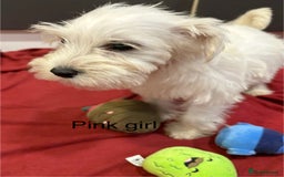 Schnoodle dogs for sale: Schnoodles  - Image 5