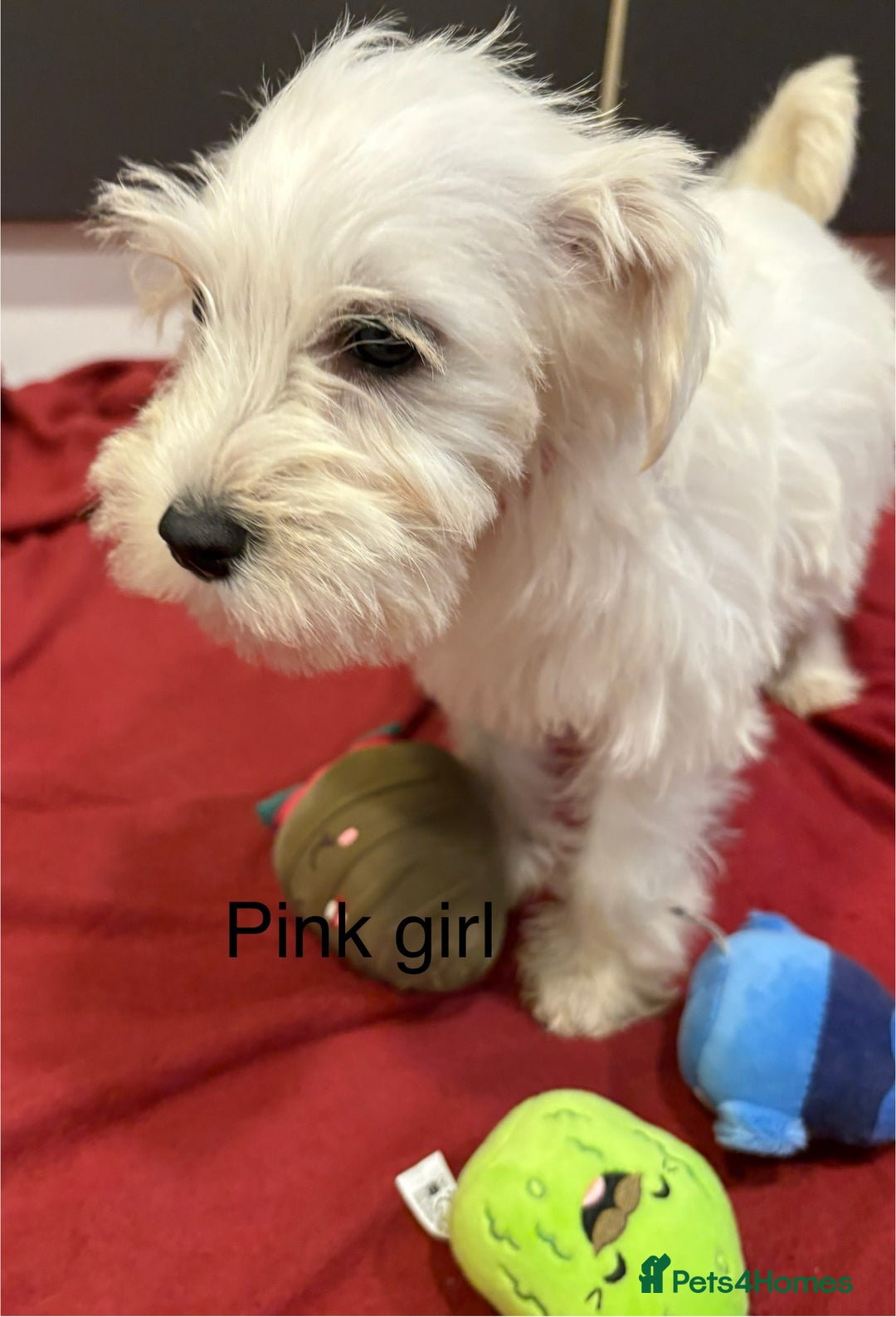 Schnoodle dogs for sale: Schnoodles  - Image 5
