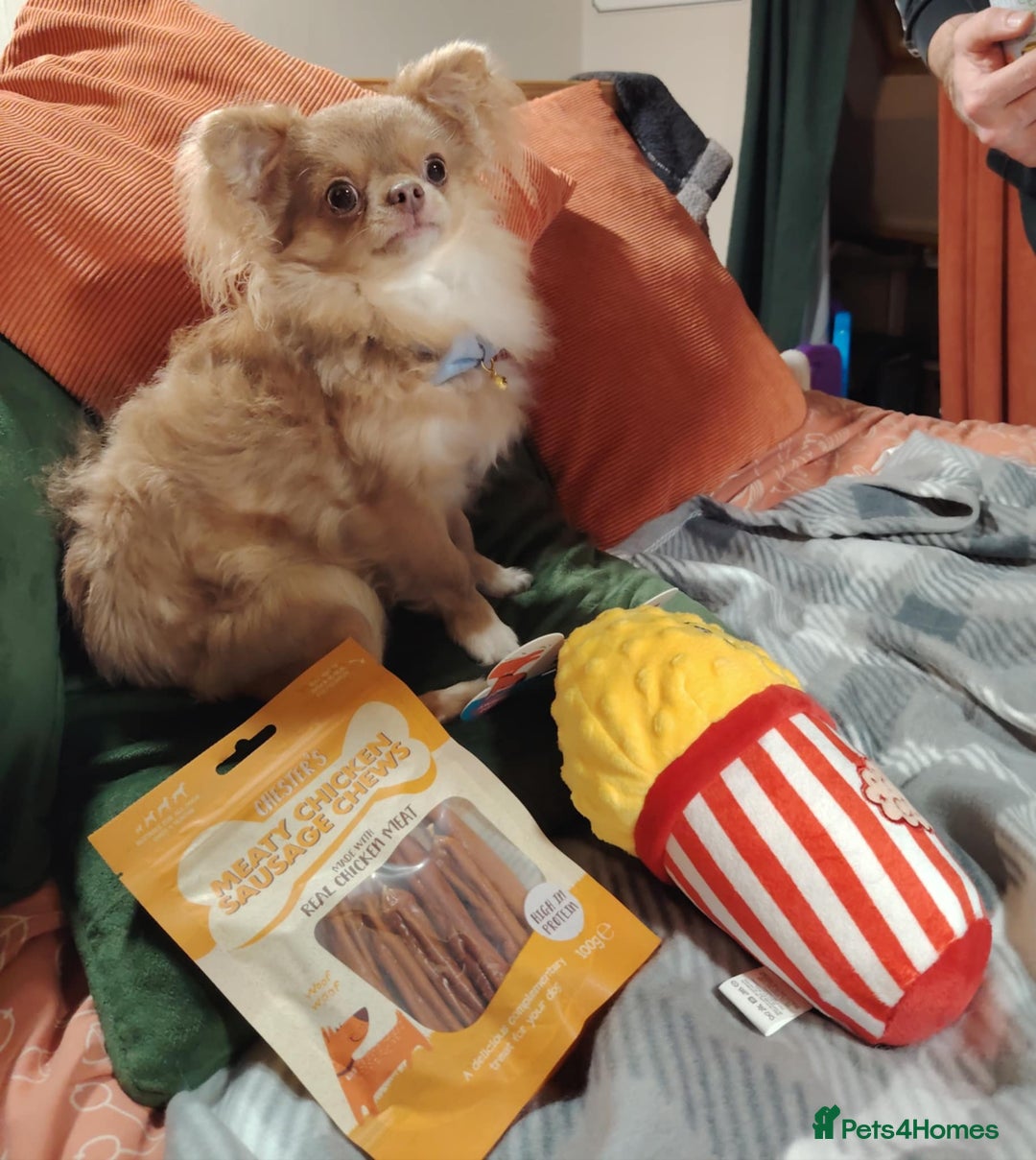 Chihuahua dogs for stud: Tiny russian/Thai kc lc chihuahua stud lilac fawn - Advert 2