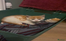 Mixed Breed cats for adoption: Ozzy needs a new home - Image 11
