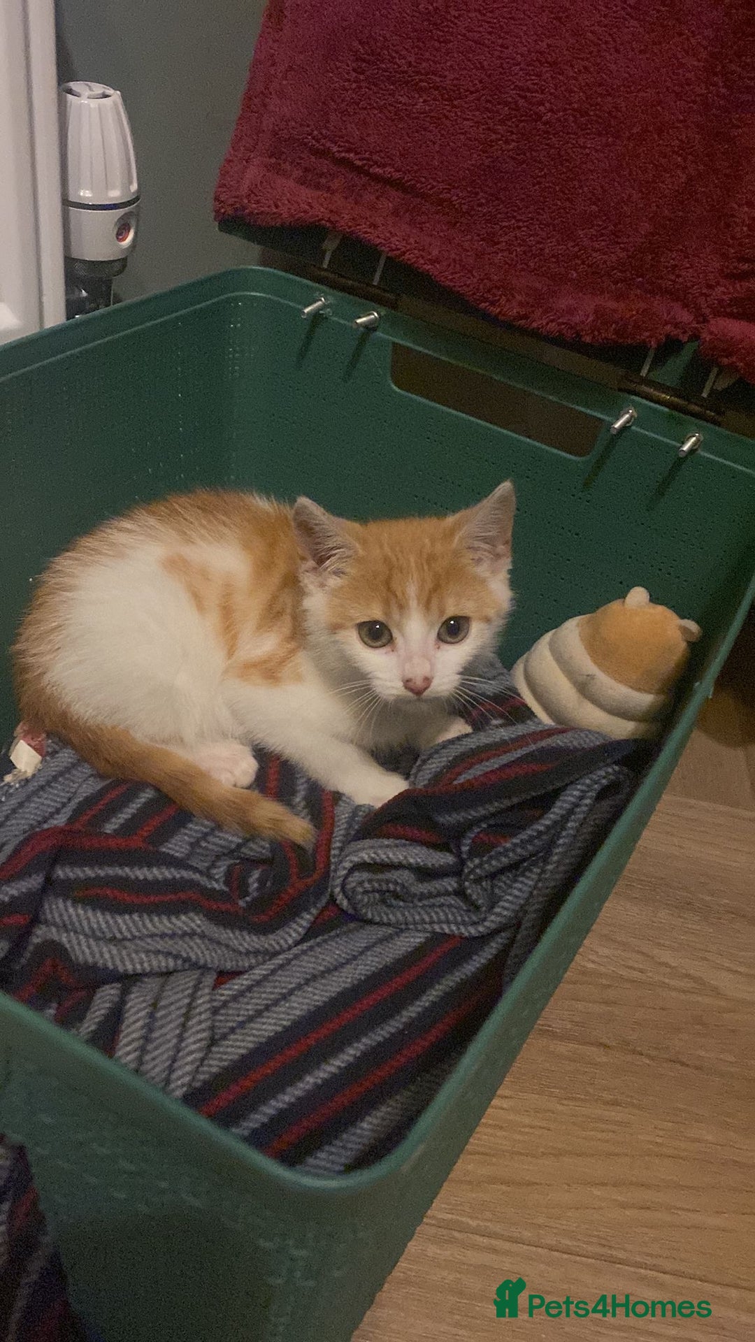 Mixed Breed cats for adoption: Ozzy needs a new home - Image 11