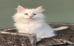 Siberian cats for sale: 😍 Siberian Neva Masquerade kittens 😍 - Image 2