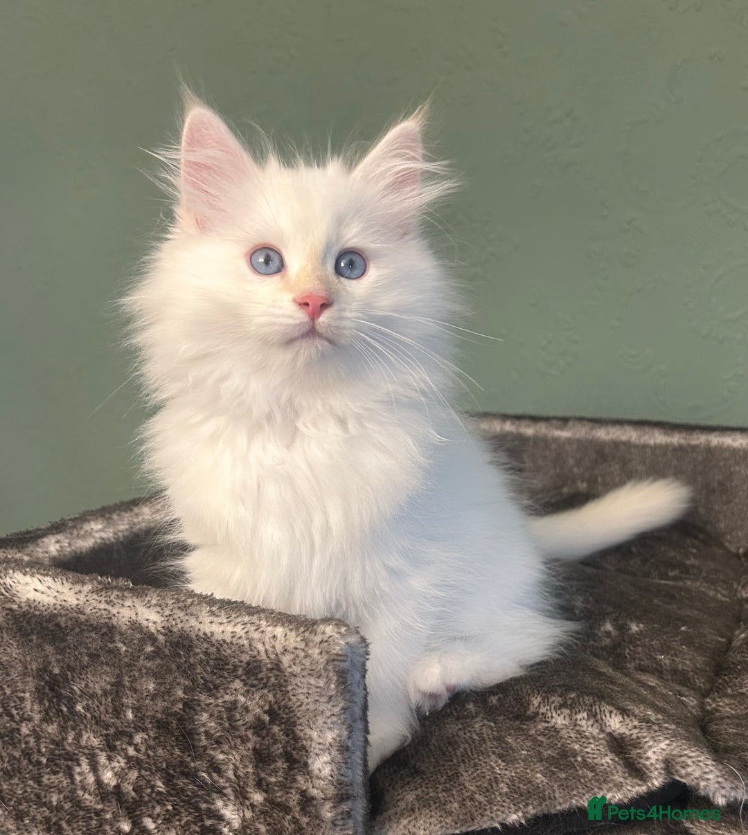 Siberian cats for sale: 😍 Siberian Neva Masquerade kittens 😍 - Image 2