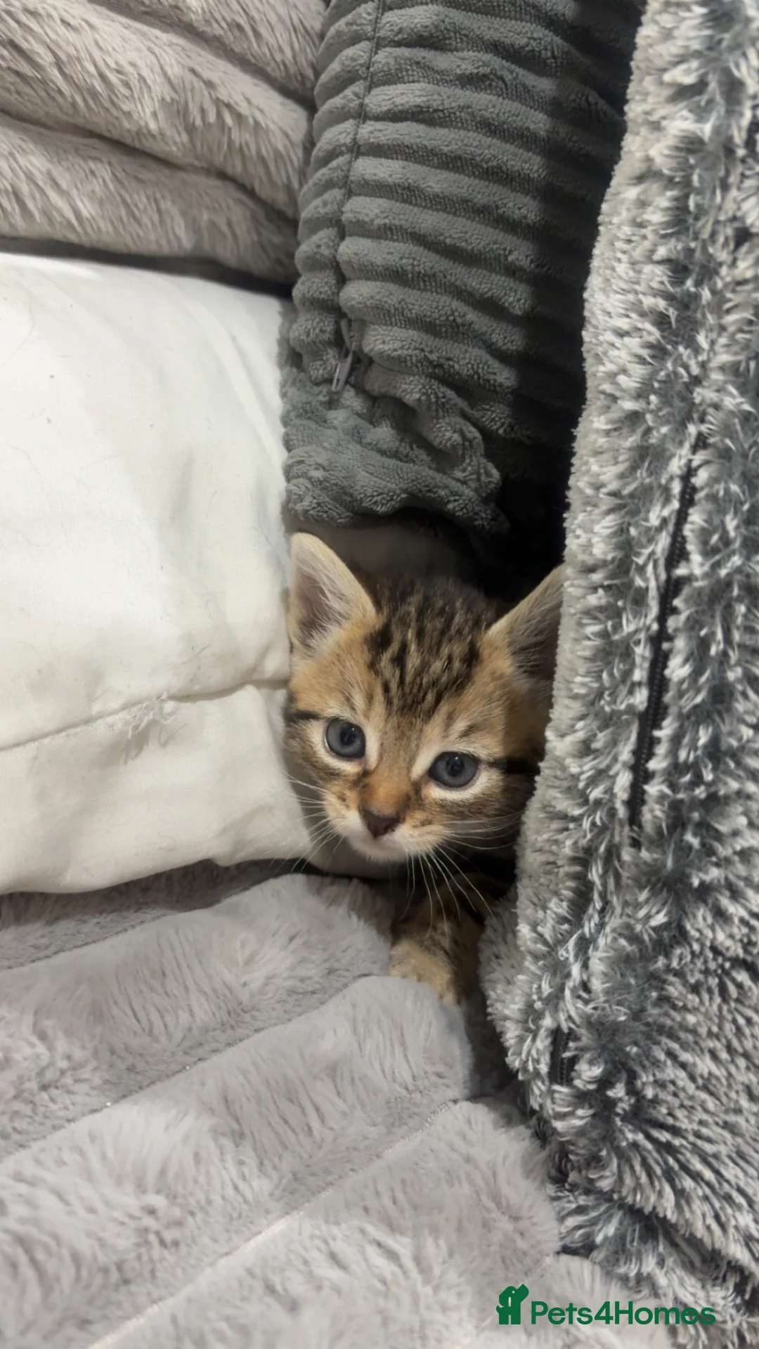 Mixed Breed cats for sale: 4 Tabby’s and 1 Black kitten for sale!  - Advert 2