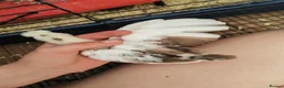Chickens poultry for sale: USA silkie chicks/ hatching eggs CPQ quails - Advert 36