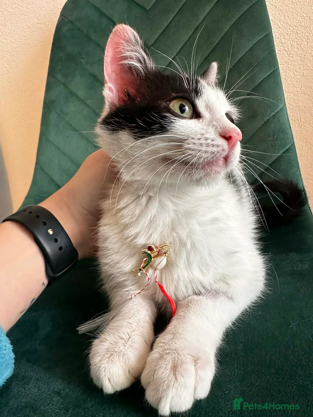 Mixed Breed cats for adoption: Prince for adoption in Fleet - Advert 6