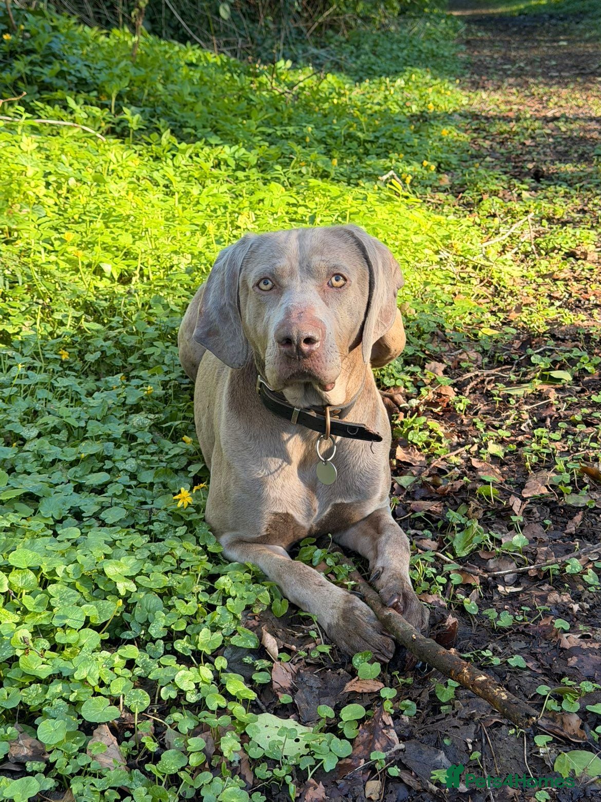 Weimaraner dogs New home for Skye - Advert 12