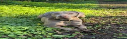 Weimaraner dogs for sale: New home for Skye - Advert 1