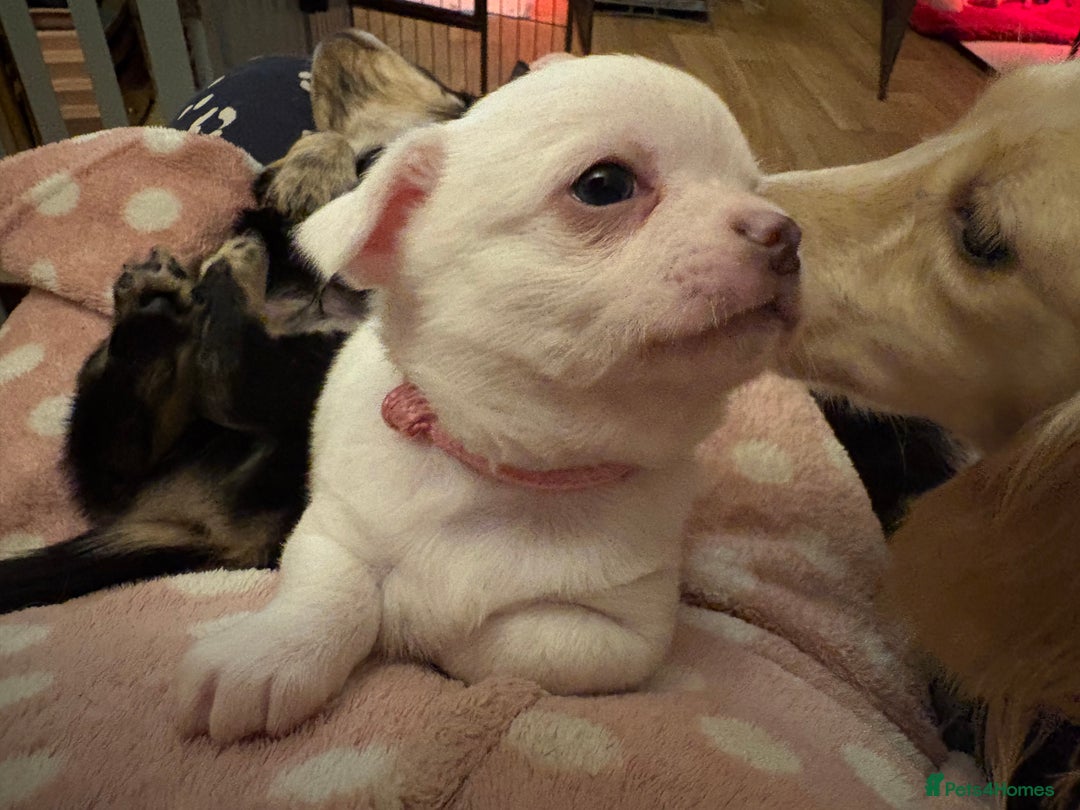 Chihuahua dogs for sale: Stunning Chihuahua Puppy for sale - Advert 3