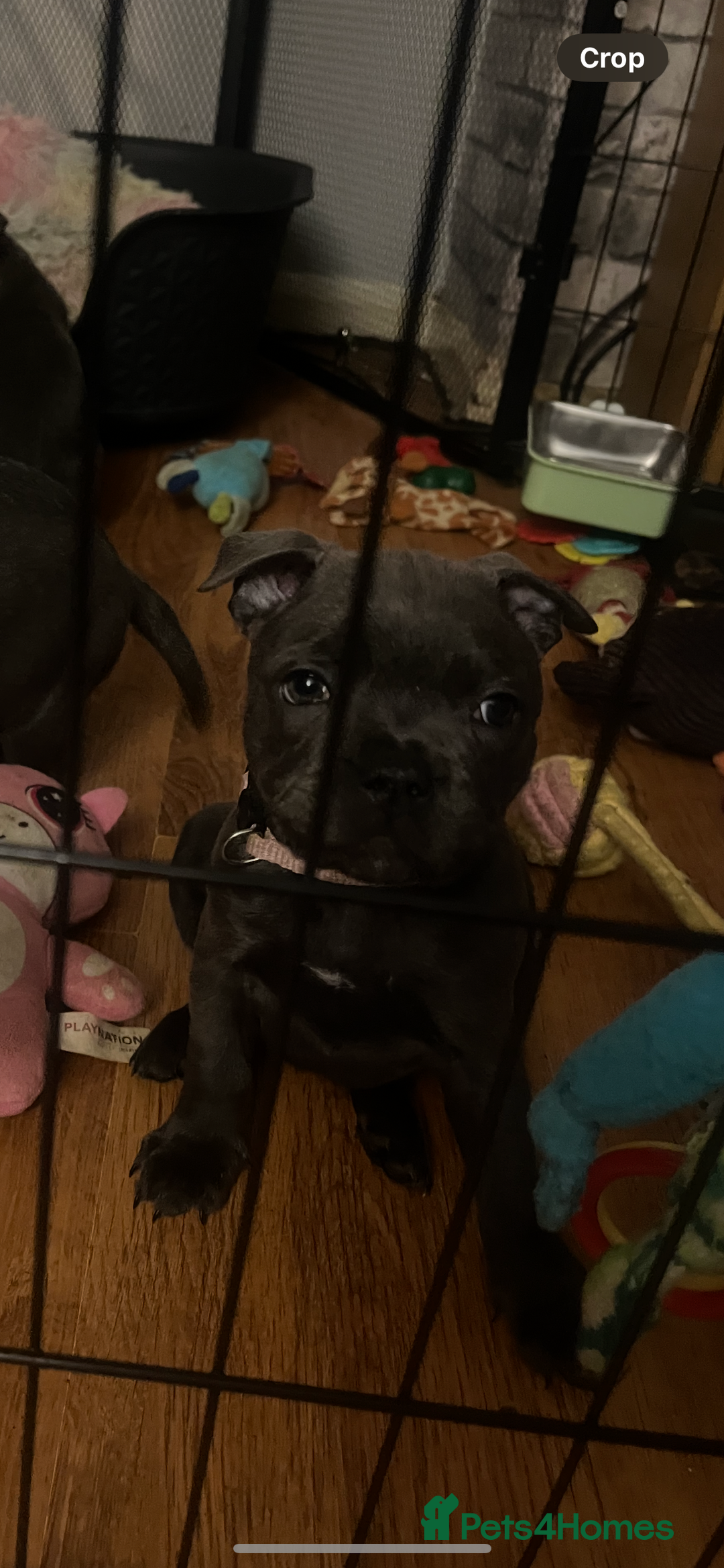 Staffordshire Bull Terrier dogs for sale: One girl KC and DNA health tested  - Advert 3