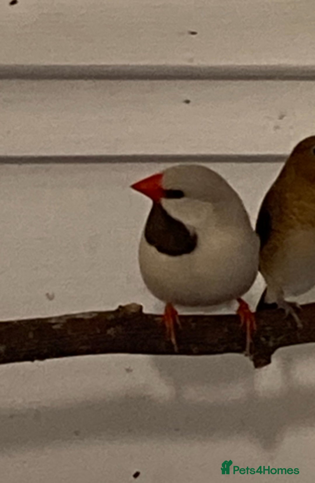 Finches birds for sale: Star finch, Bengalese, Gouldian, strawberry finch - Advert 13