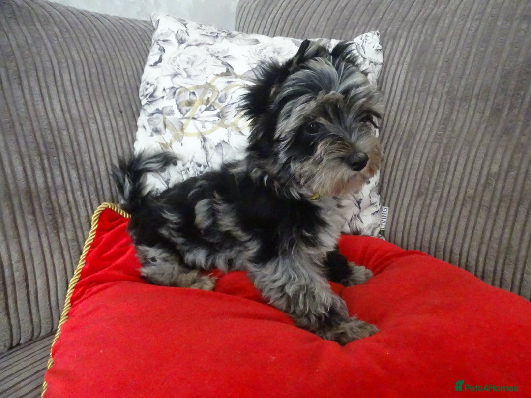 Yorkshire Terrier dogs for sale: Rare Colourful Pedigree Yorkies Certified Breeder - Image 28