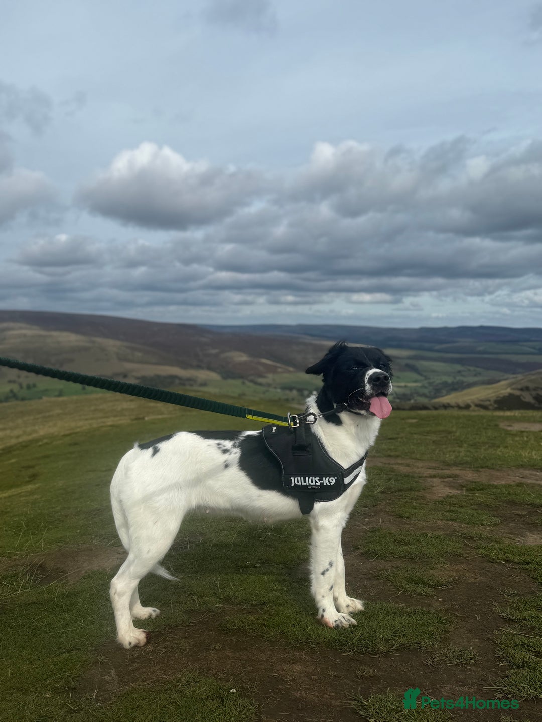 Mixed Breed dogs for sale: Large Female dog - Image 10