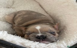 French Bulldog dogs for sale: French bulldog  - Image 8
