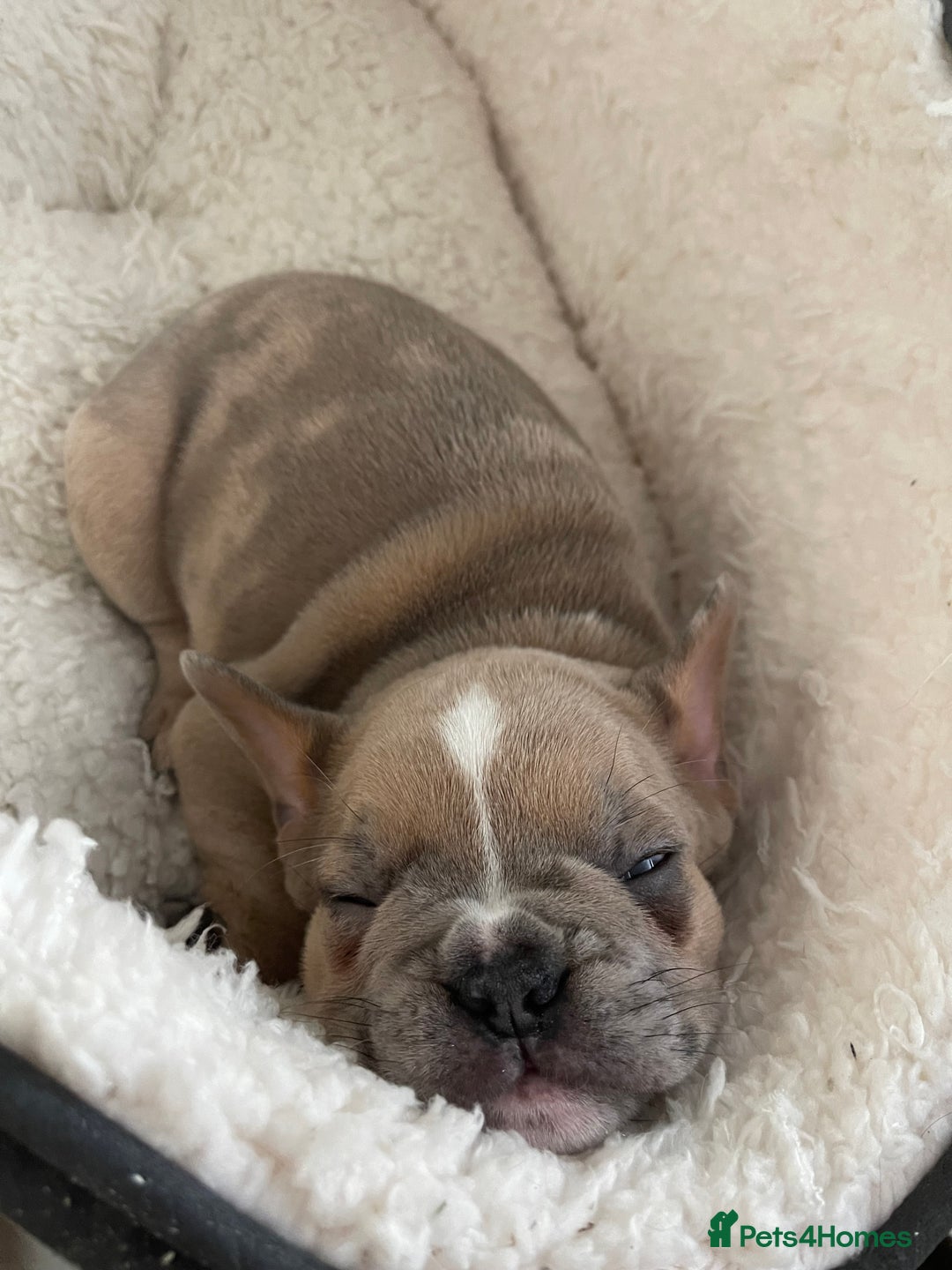French Bulldog dogs for sale: French bulldog  - Image 8