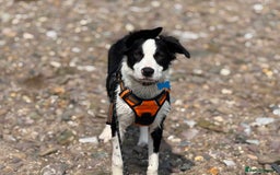 Border Collie dogs for sale: 7 month old Border collie (male) - Image 6