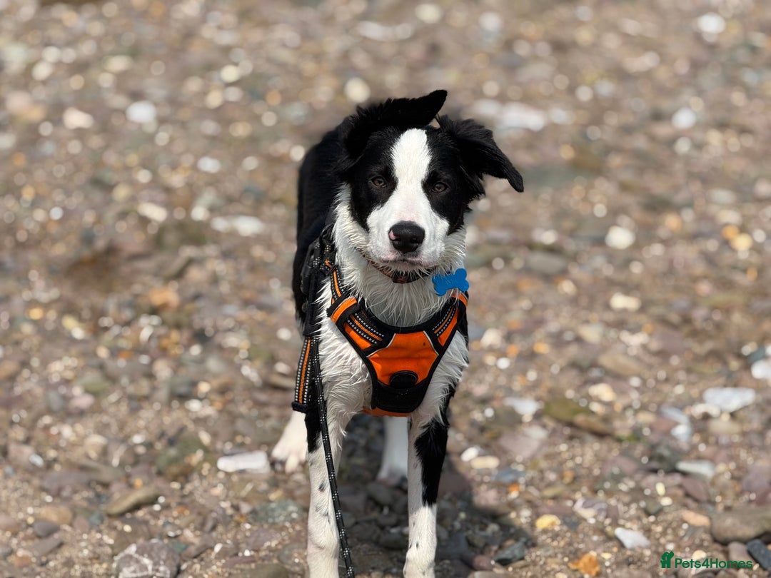 Border Collie dogs for sale: 7 month old Border collie (male) - Image 6
