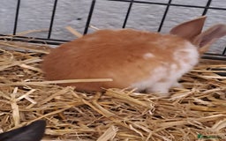 Mixed Breed rabbits for sale: Adorable Male & Female Rabbits - With Hay & Food - Image 6