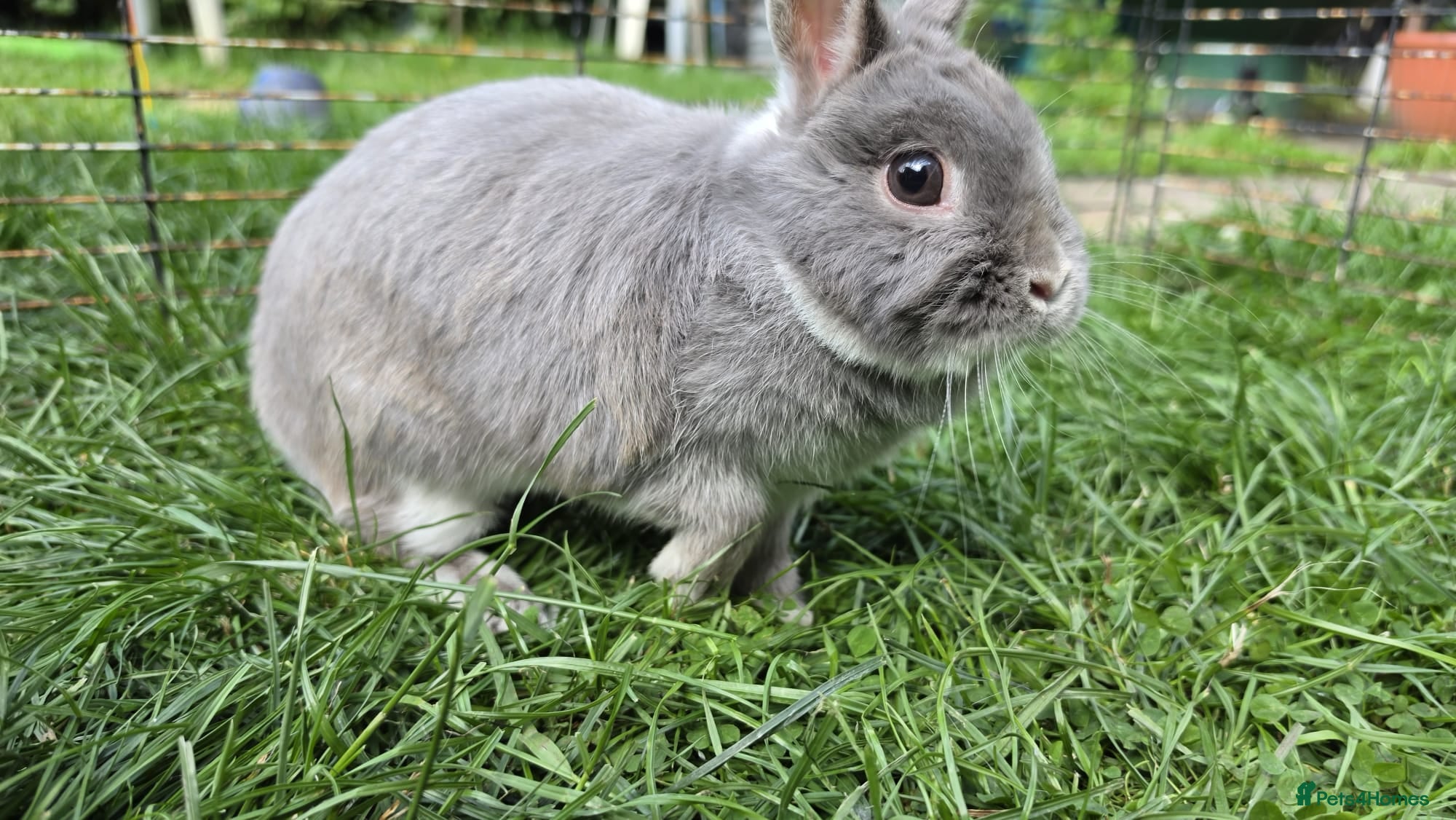 Netherland Dwarf rabbits Netherlands dwarf  - Advert 1