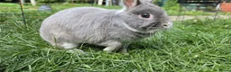 Netherland Dwarf rabbits for sale: Netherlands dwarf  - Advert 1