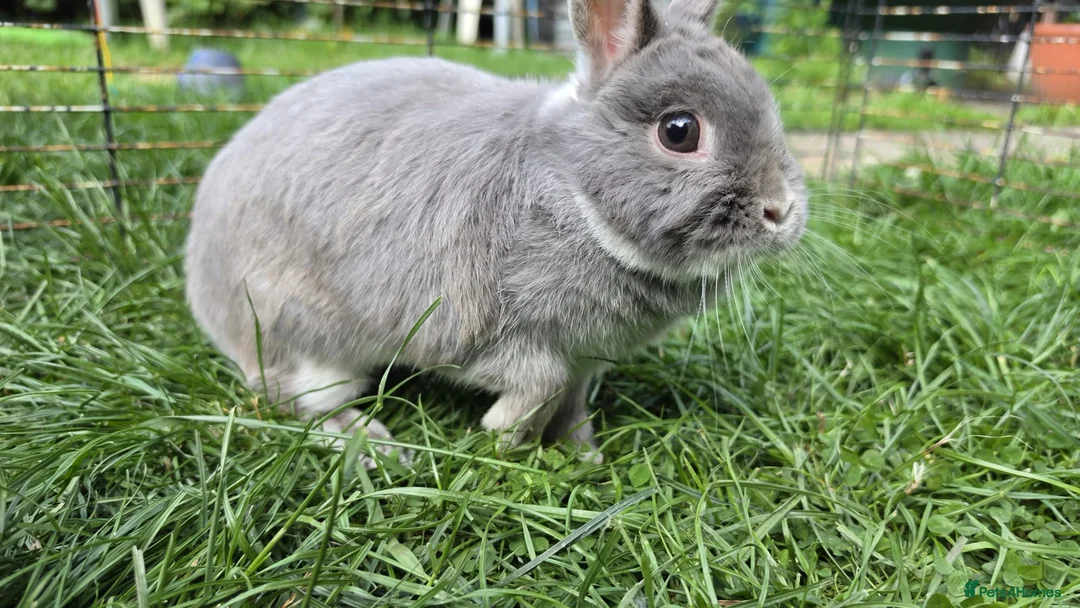 Netherland Dwarf rabbits for sale: Netherlands dwarf  - Advert 1
