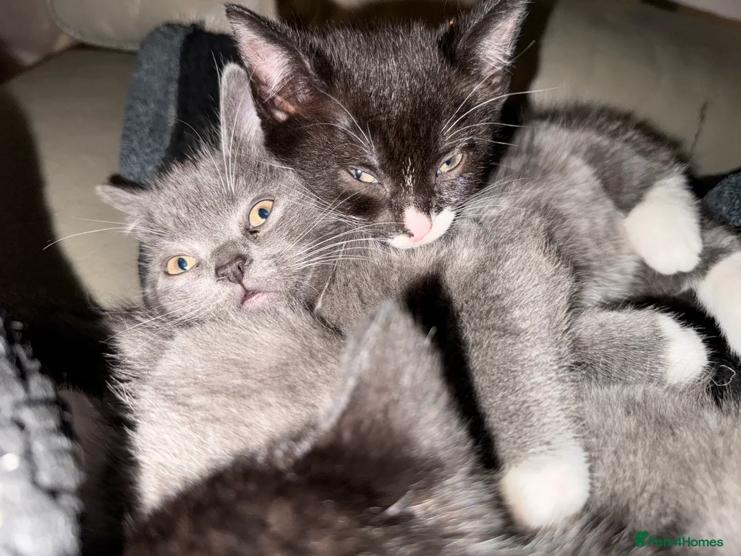 Mixed Breed cats for sale: Beautiful and super friendly mixed kittens - Advert 11
