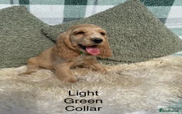 Cocker Spaniel dogs for sale: KC Registered Show Type Cocker Spaniels - Image 9