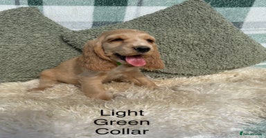 Cocker Spaniel dogs - Advert 15