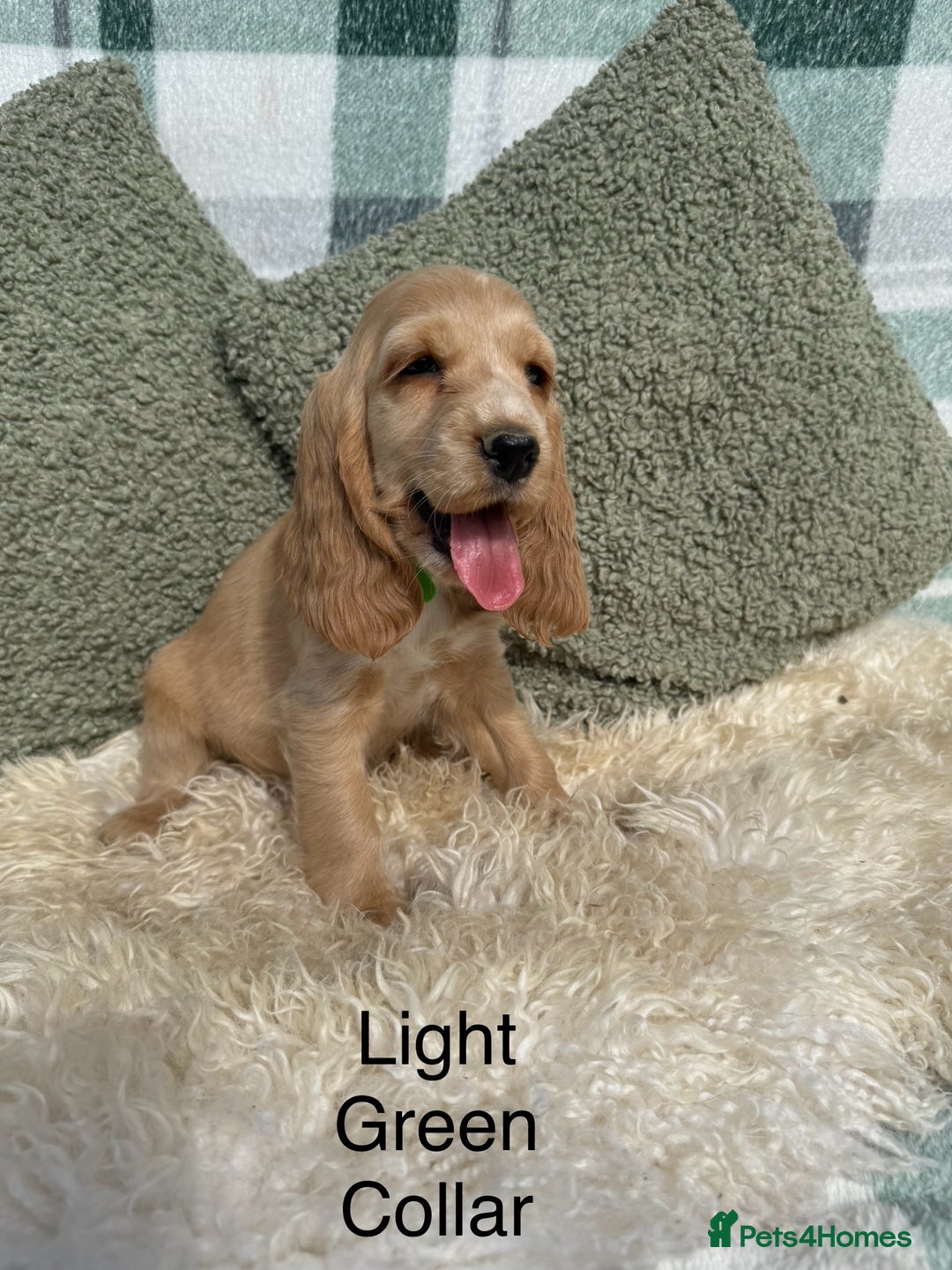 Cocker Spaniel dogs for sale: KC Registered Show Type Cocker Spaniels - Image 9