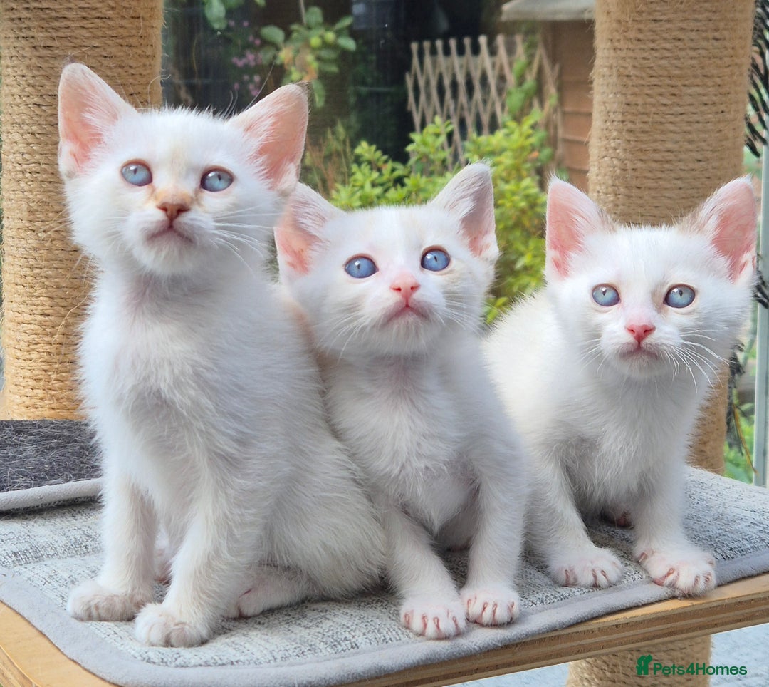 Mixed Breed cats for sale: Adorable Pedigree kitten - GCCF - REDUCED PRICE - Image 18
