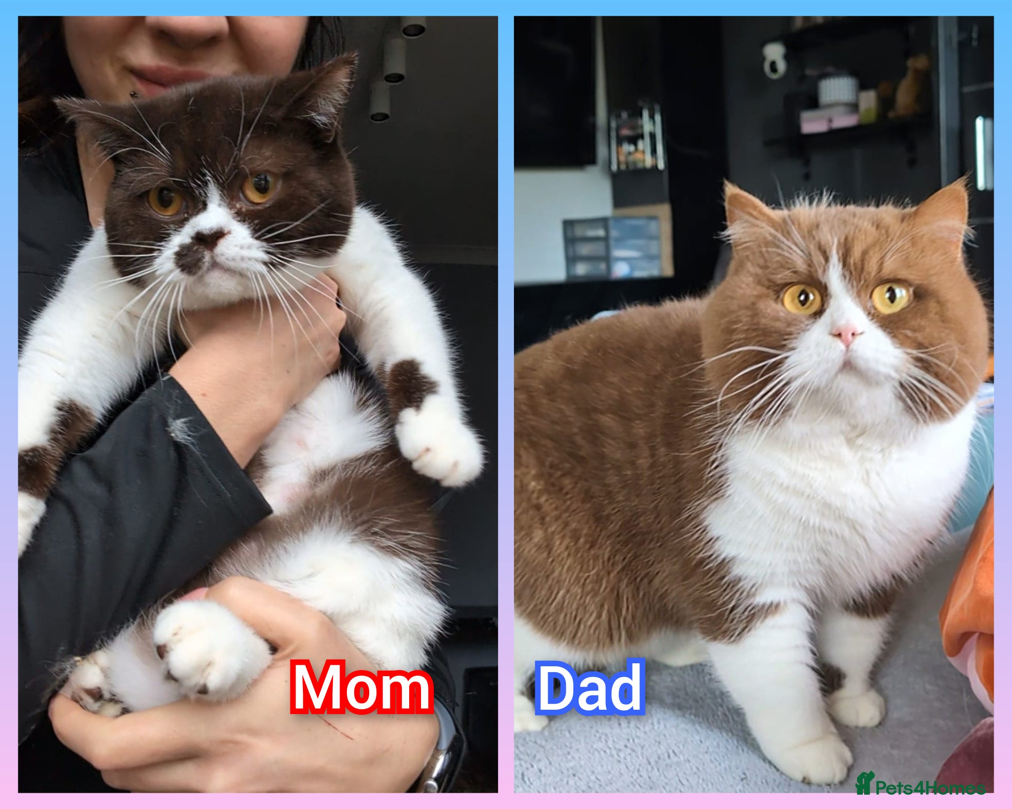 British Shorthair cats BRITISH SHORTHAIR & LONGHAIR - Advert 2